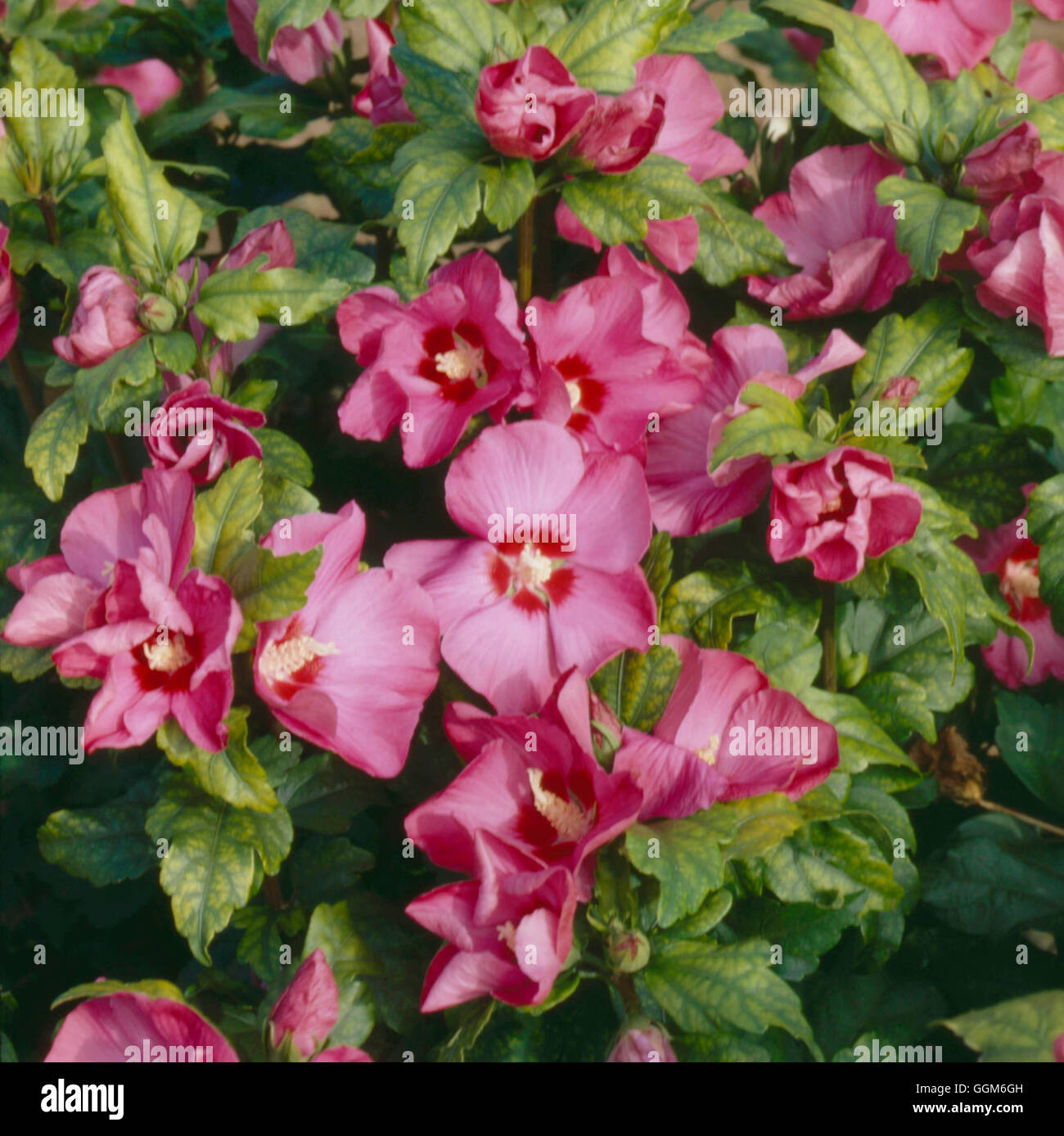 Hibiscus syriacus - `Woodbridge' AGM   TRS002889 Stock Photo